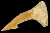 Fossil Sawfish (Onchopristis) Rostral Barb- Morocco #106432-1